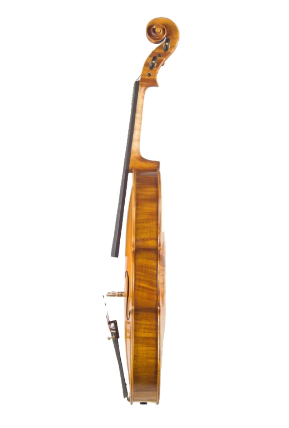 Profilo di una viola fatta a mano che mostra la bombatura
